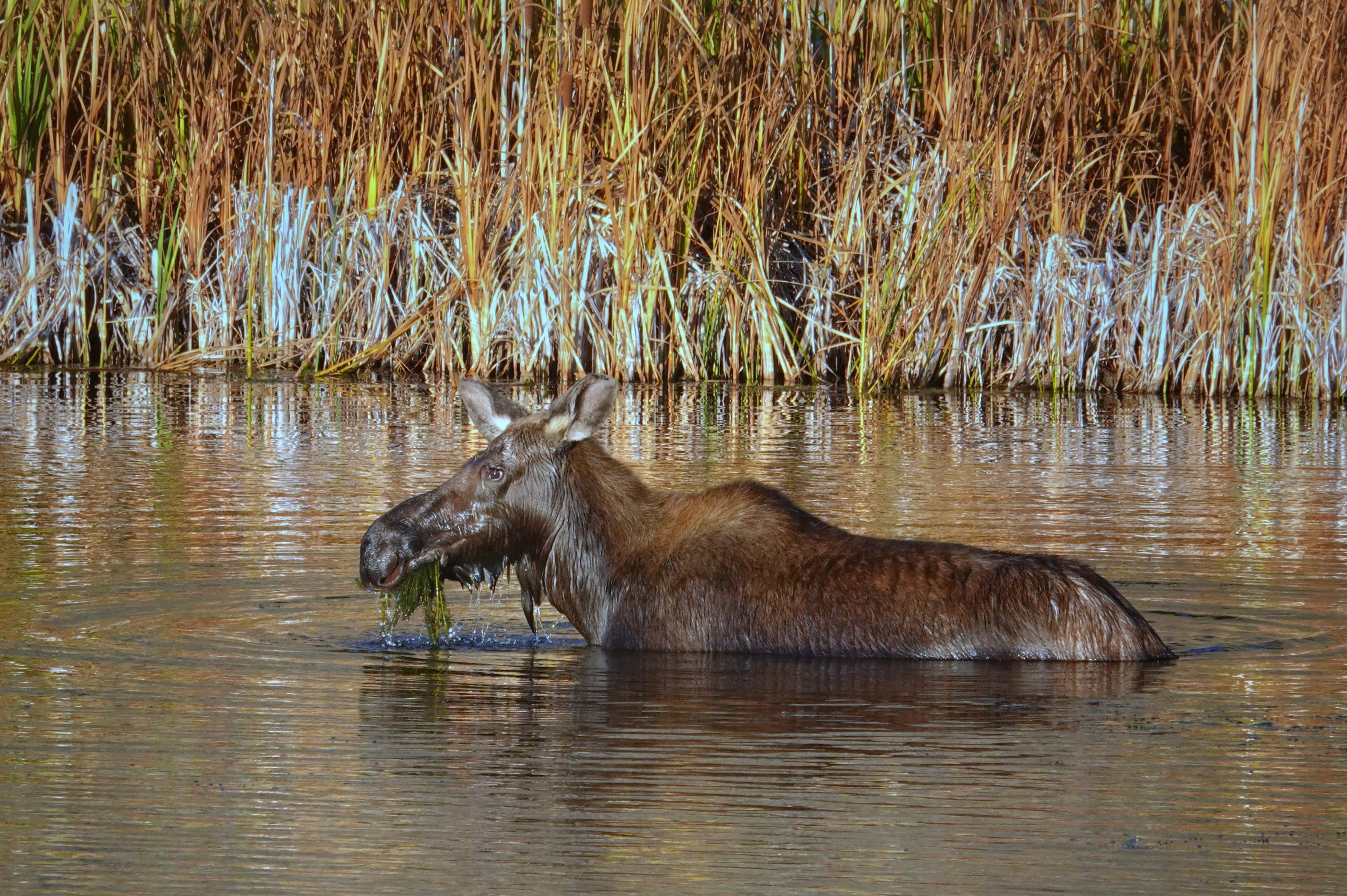 Élan se baignant à Yellowstone